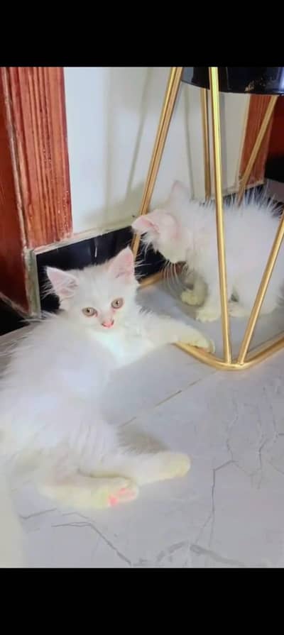 Persian cat's