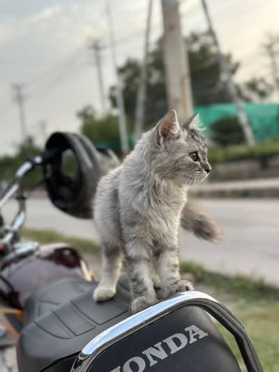 Beautiful 2-Month-Old Female Silver Tabby Kitten for Sale