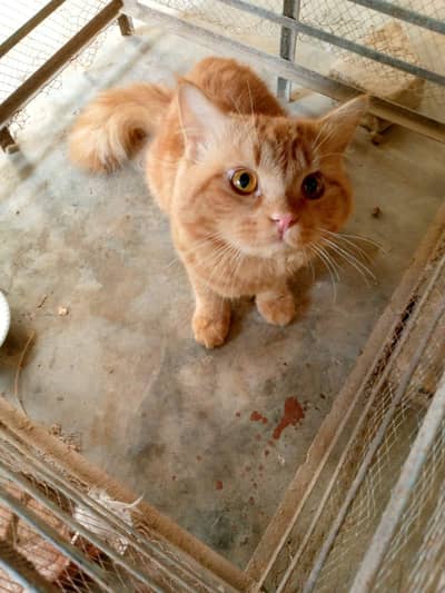 Browne Cat  male bila cat