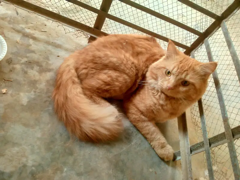 Browne Cat  male bila cat — photo 2