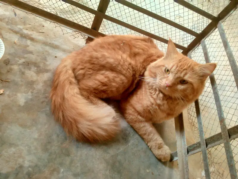Browne Cat  male bila cat — photo 3
