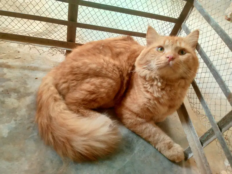Browne Cat  male bila cat — photo 4