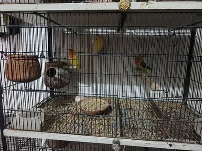 love bard . . . . . koktel . . . . and bagree perrats and cheks with cege