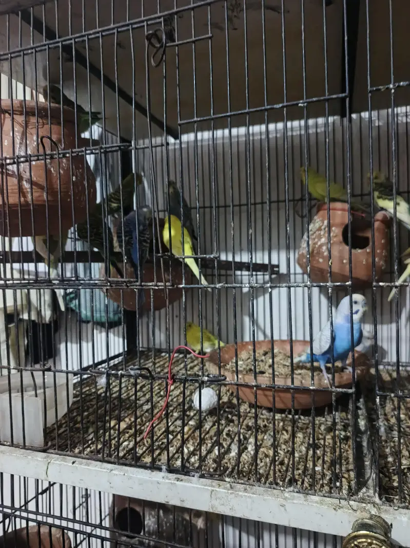 love bard . . . . . koktel . . . . and bagree perrats and cheks with cege — photo 2