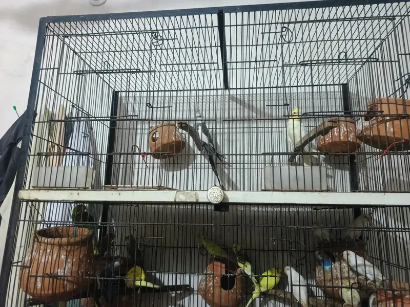 love bard . . . . . koktel . . . . and bagree perrats and cheks with cege — photo 3