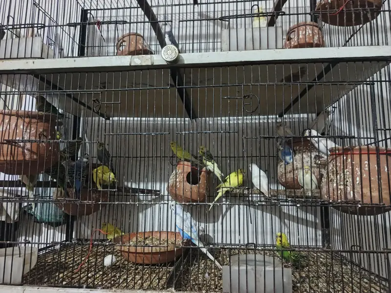 love bard . . . . . koktel . . . . and bagree perrats and cheks with cege — photo 4