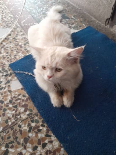 Persian cat pair