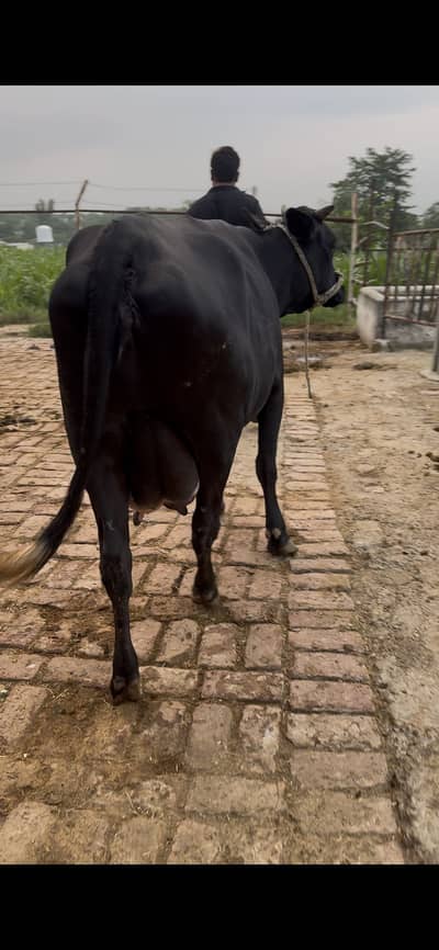 Cow for sale