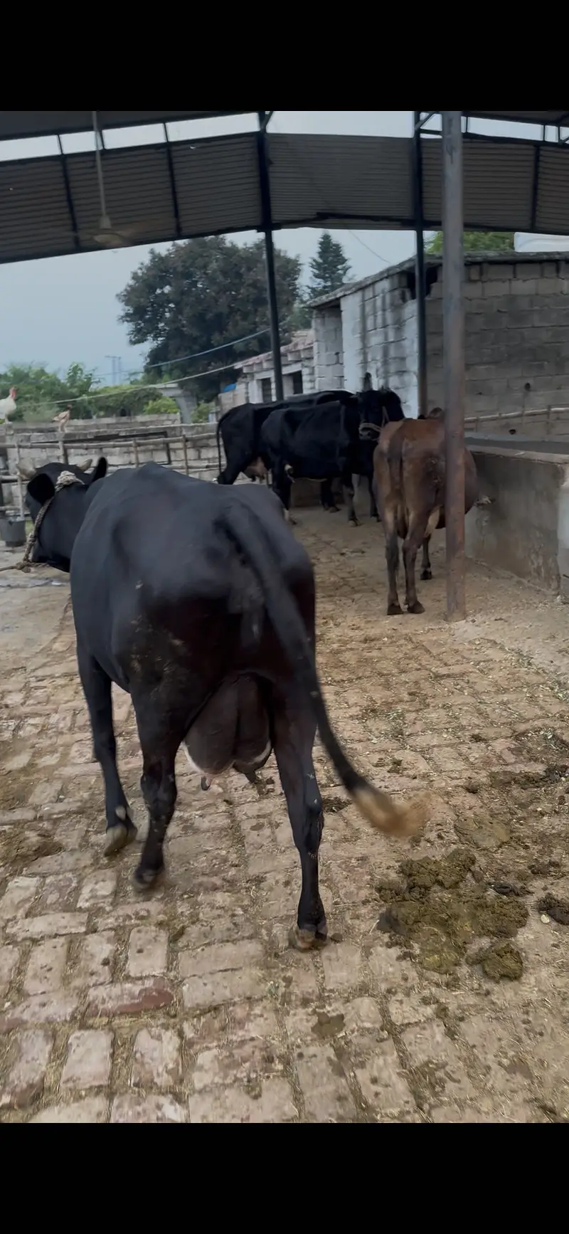 Cow for sale — photo 2