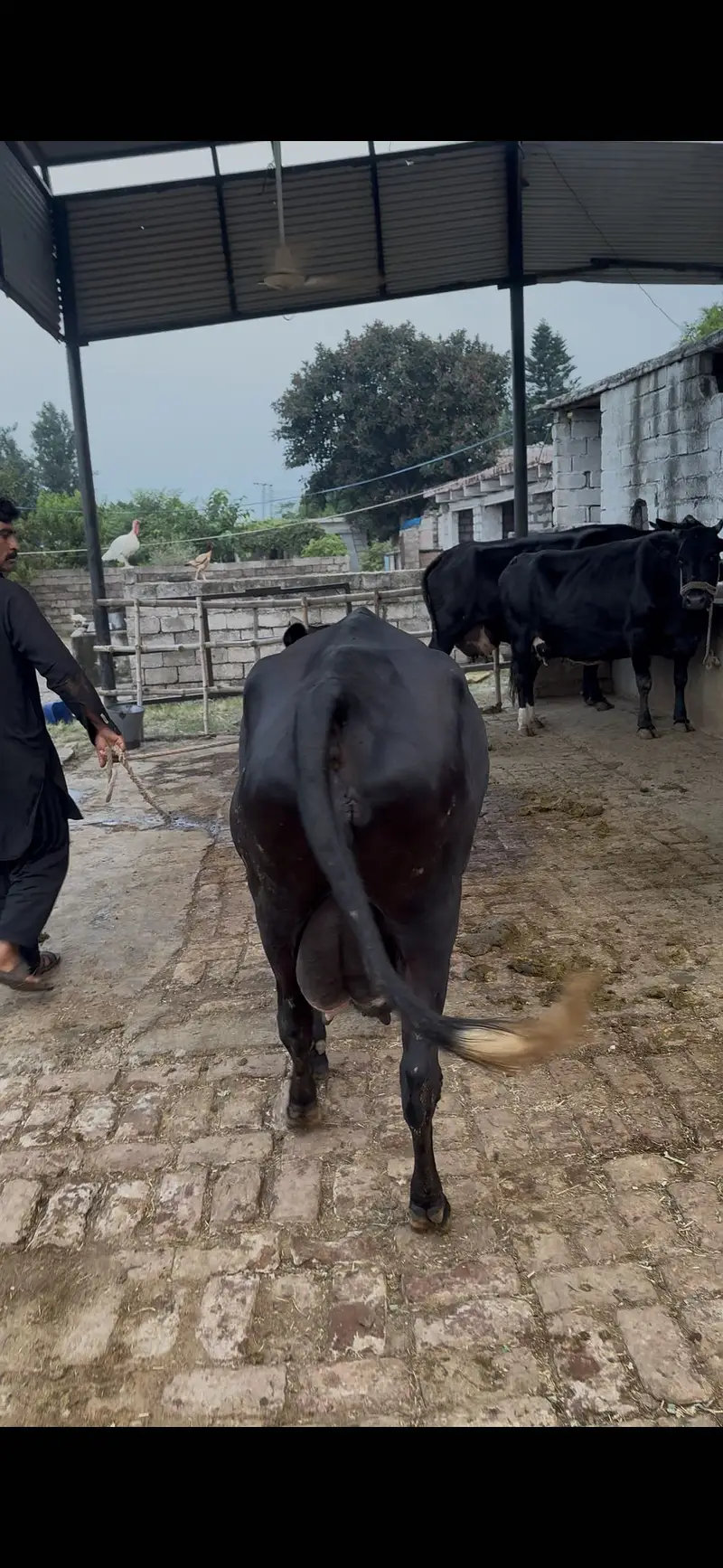Cow for sale — photo 3