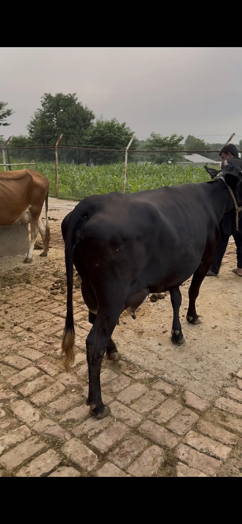 Cow for sale — photo 4