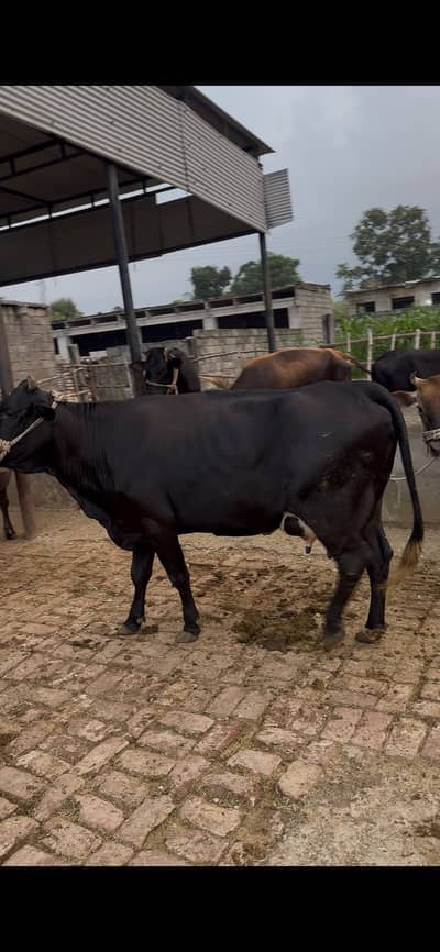 Cow for sale