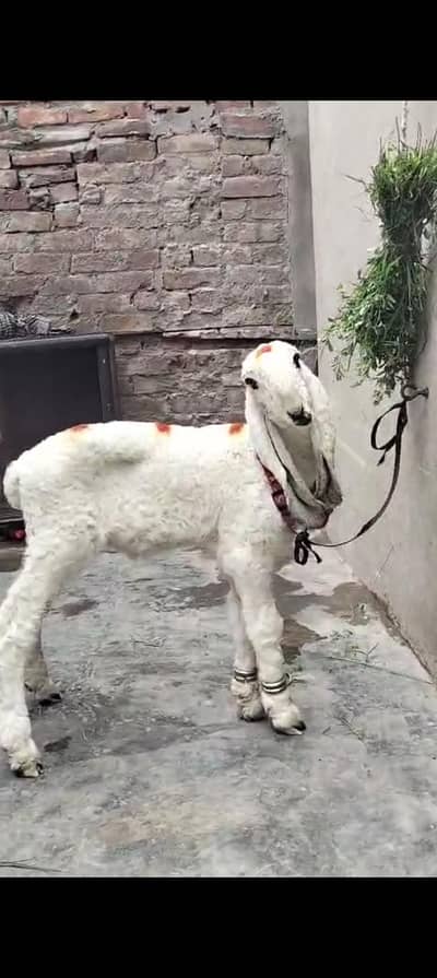 lerkana . Mundra . bota
