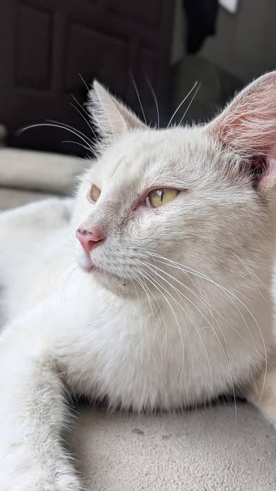 Persian cat for sale male