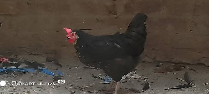 Desi golden misri hens  03024179046