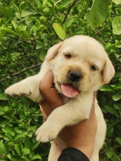 High Quality Labrador female puppy