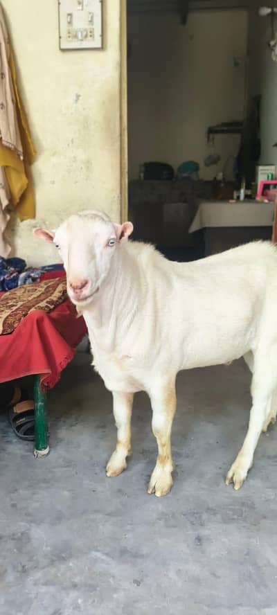  MashAllah Teddy / Gulabi Russian Bakra For Sale