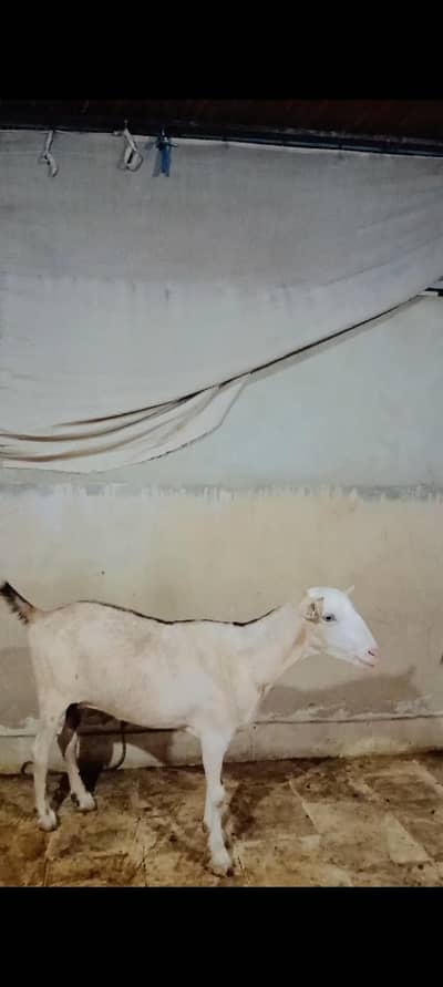 Brown chambi