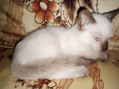 Siamese kitten urgent sale