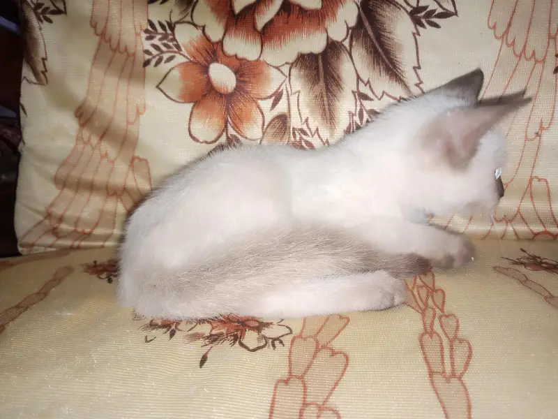 Siamese kitten urgent sale — photo 2