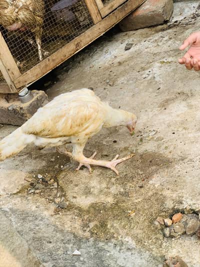 Desi murgi Aseel murgy buff duck desi murgy