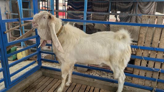 Gulabi Bakra For Sale