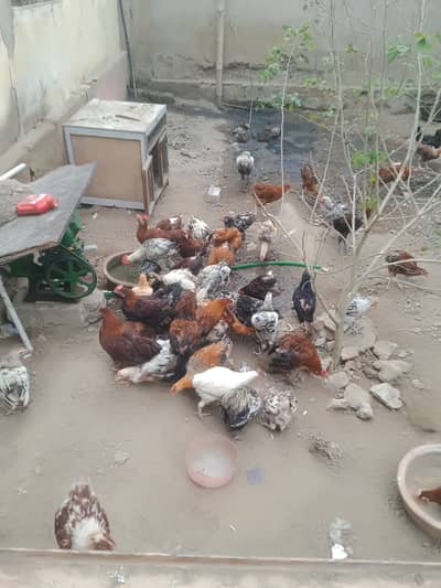 Misri Murghay Wholesale Rate *347-3*29585 whatsapp
