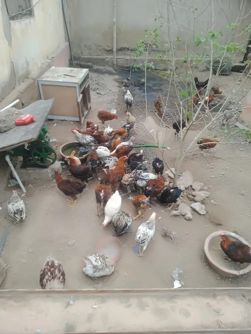 Misri Murghay Wholesale Rate *347-3*29585 whatsapp — photo 2