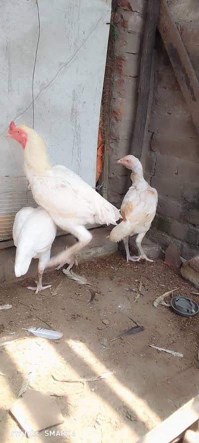 Heera pair trio set