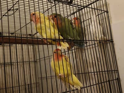 Love Birds For Sale