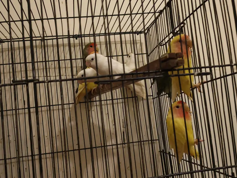 Love Birds For Sale — photo 2