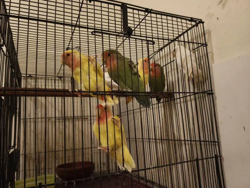 Love Birds For Sale — photo 3