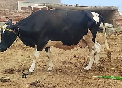 Pure Jersey Friesian Cows | Pregnant & Milk Cows | With Calf