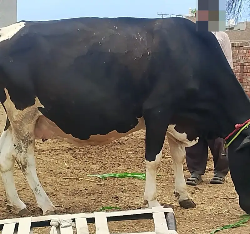 Pure Jersey Friesian Cows | Pregnant & Milk Cows | With Calf — photo 2