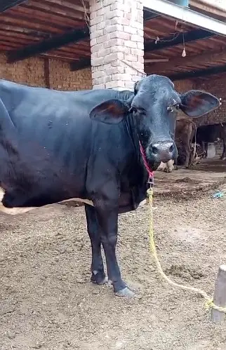Pure Jersey Friesian Cows | Pregnant & Milk Cows | With Calf — photo 3