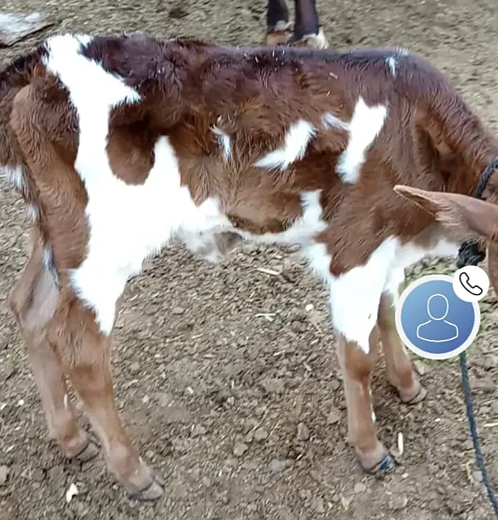 Pure Jersey Friesian Cows | Pregnant & Milk Cows | With Calf — photo 5