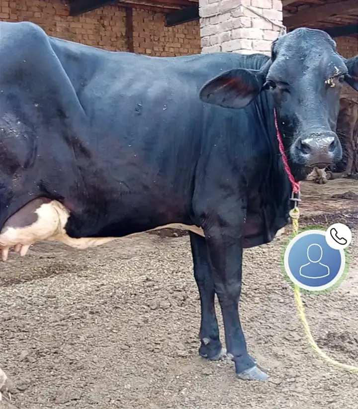 Pure Jersey Friesian Cows | Pregnant & Milk Cows | With Calf — photo 6