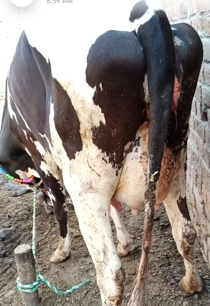 Pure Jersey Friesian Cows | Pregnant & Milk Cows | With Calf — photo 7