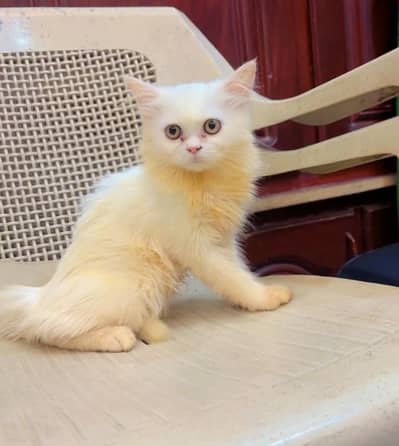 male kitten for sale