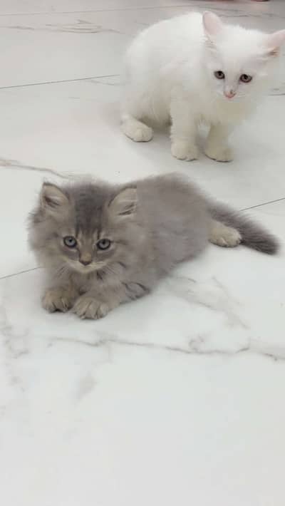 Persian cat white persian male triple coat