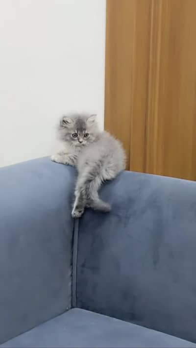 Persian cat white persian male triple coat
