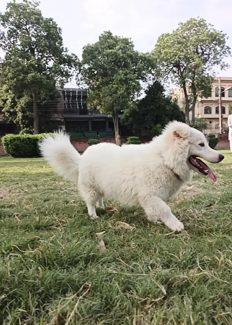 Russian dog | male | 9 months age | vaccinated | Healthy and active — photo 3