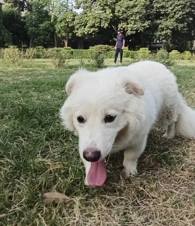 Russian dog | male | 9 months age | vaccinated | Healthy and active — photo 4