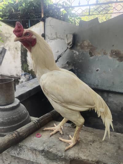 heera old blood line 03197561089