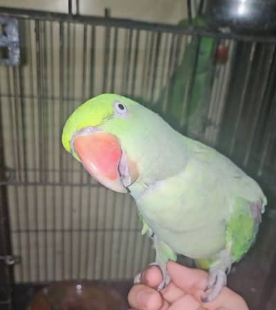Raw parrot talking and hand tame pair