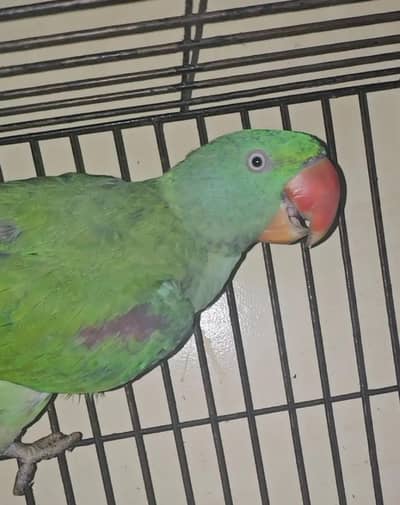 Raw parrot young male start talking ready to breed