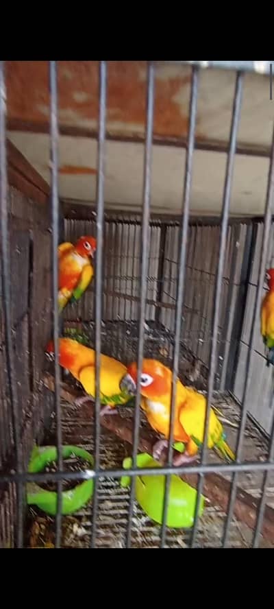DNA Sunconure Extreme  Red Factor Extra 2  Females
