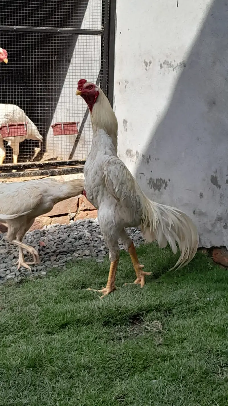 White O Shamo Eggs Available — photo 2