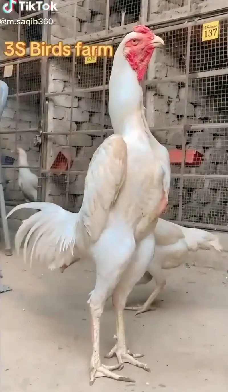 White O Shamo Eggs Available — photo 3