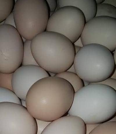 (03125718311)pure Desi Dana khati ha feed nahi dalta